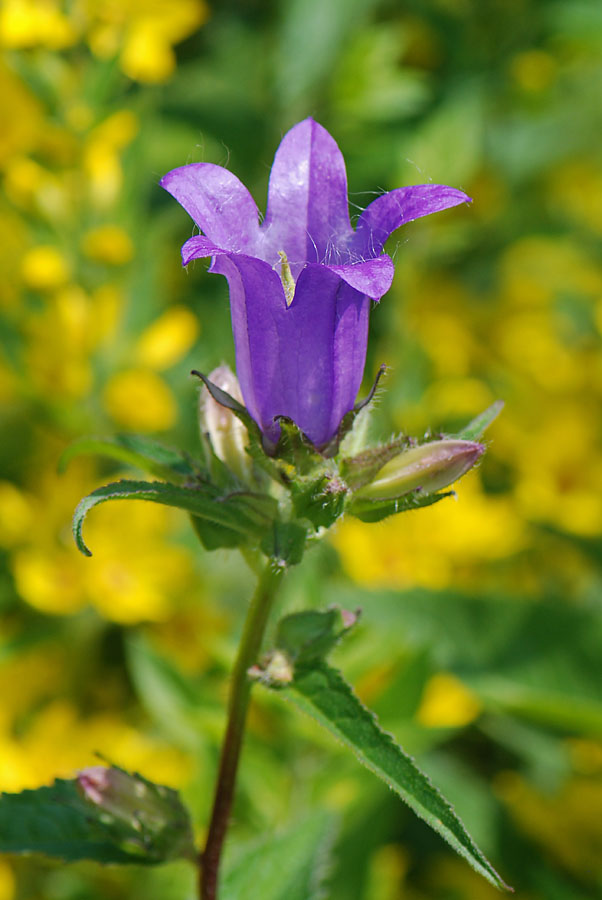 Campanula trachelium / Campanula selvatica